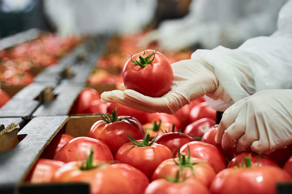 Worker wearing latex gloves inspecting a red tomato.